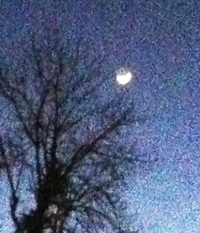 tree with no leaves in moonlight