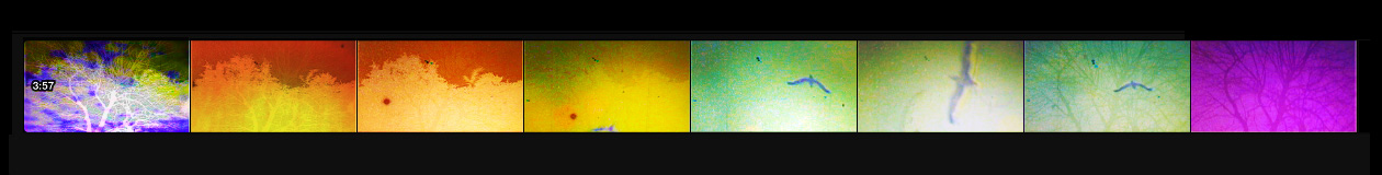 Frames from a movie called The 35s. A tree, a seagull, and a seagull superimposed over the tree.